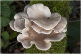 gewone Oesterzwam - Pleurotus ostreatus