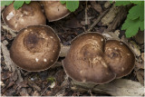 Naaldhouthertenzwam - Pluteus pouzarianus
