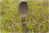 grote Parasolzwam - Macrolepiota procera