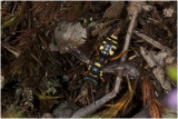 Heidewespbij - Nomada rufipes