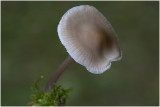 Helmmycena - Mycena galericulata