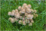 Zwerminktzwam - Coprinus disseminatus