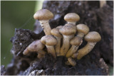 sombere Honingzwam - Armillaria ostoyae