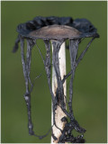 geschubde Inktzwam - Coprinus comatus