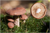 rossige Melkzwam - Lactarius rufus