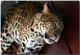 Bangkok zoo & crocodile farm