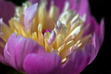 DSC_0165a.jpg