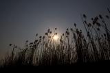 Ukrainian Sun