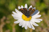 Brown Argus, Aricia agestis, Rødplettet blåfugl 2