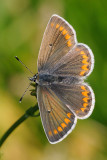 Brown Argus, Aricia agestis, Rødplettet blåfugl 3