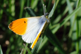 Orange Tip, Anthocharis cardamines, Aurora 9