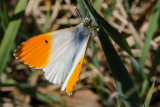 Orange Tip, Anthocharis cardamines, Aurora 6