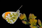 Orange Tip, Anthocharis cardamines, Aurora 11