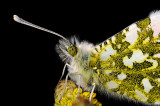 Orange Tip, Anthocharis cardamines, Aurora 12