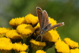Brown Argus, Aricia agestis, Rødplettet blåfugl 7