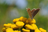 Brown Argus, Aricia agestis, Rødplettet blåfugl 6