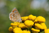 Brown Argus, Aricia agestis, Rødplettet blåfugl 5
