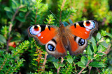 Peacock, Inachis io, Dagpåfugleøje 6