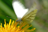 Green-veined White, Pieris napi, Grønåret kålsommerfugl 1