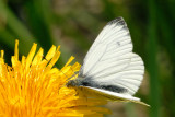 Green-veined White, Pieris napi, Grønåret kålsommerfugl 2
