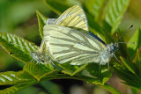 Green-veined White, Pieris napi, Grønåret kålsommerfugl 3