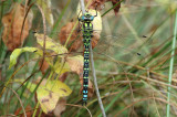 Blue Hawker, Aeshna cyanea, Blå Mosaikguldsmed 10
