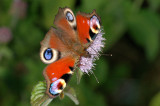 Peacock, Inachis io, Dagpåfugleøje 4