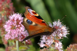 Peacock, Inachis io, Dagpåfugleøje 5