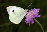 Large White, Pieris brassicae, Stor kålsommerfugl 1