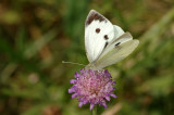 Large White, Pieris brassicae, Stor kålsommerfugl 3