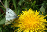 Green-veined White, Pieris napi, Grønåret kålsommerfugl 4