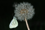 Green-veined White, Pieris napi, Grønåret kålsommerfugl 5