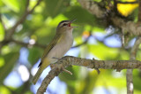 Red-eyed Vireo
