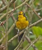 Spectacled Whitestart