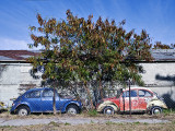 Two VWs
