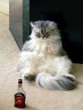 Mammy just said ; Don't mix beer with liquor !