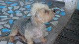 This cute puppy paid a visit during breakfast.