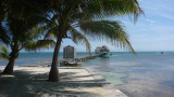 Nice palm trees in the foreground.