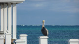 This pelican found a nice perch on the end of the dock.