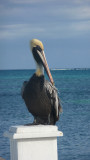 Close-up of the pelican.