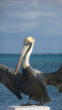 I got this photo just before the pelican took off.