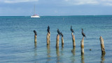 Blackbirds on the pilings.