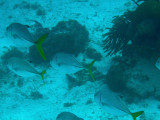 Fish swimming by in Shark-Sting Ray Alley.