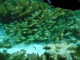 Schools of fish swimming through the coral