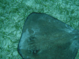 One of the places that we snorkeled was Shark-Sting Ray Alley.