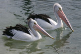Australian Pelican 0033.jpg
