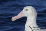 Wandering Albatross 1815.jpg