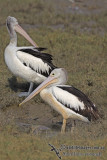 Australian Pelican a7735.jpg
