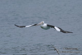 Australian Pelican 1514.jpg