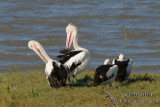 Australian Pelican 8231.jpg